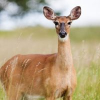 Hert in de natuur van Oostkapelle